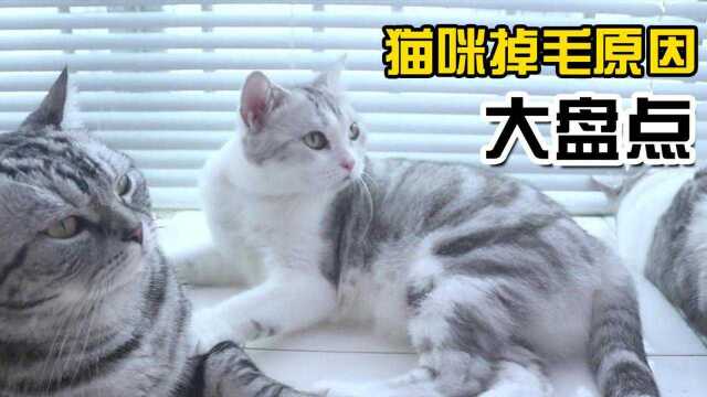 猫咪掉毛太严重,仅仅是因为换毛季到了?这些原因也很容易被忽略