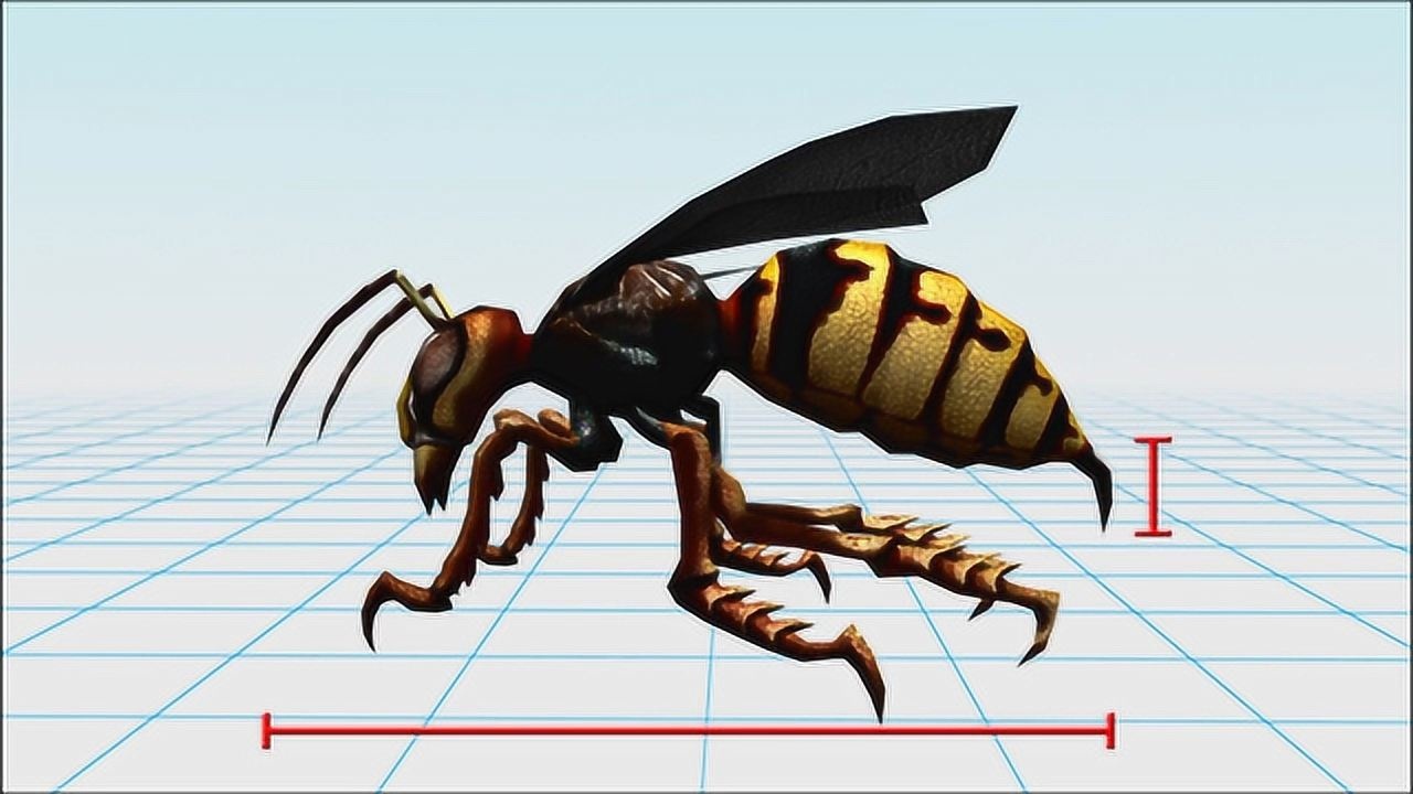 难以置信超越非洲杀人蜂最强杀人蜂竟然生活在中国