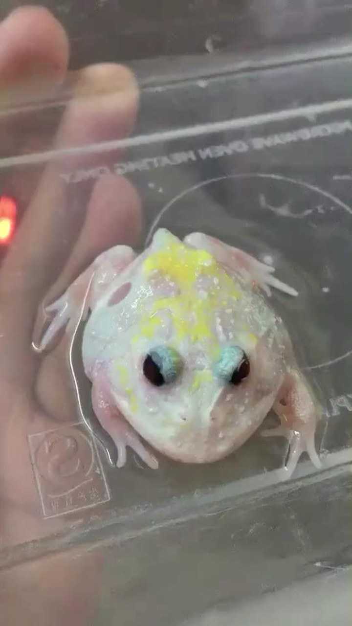 稀有变异角蛙这种变异颜色仅有一只