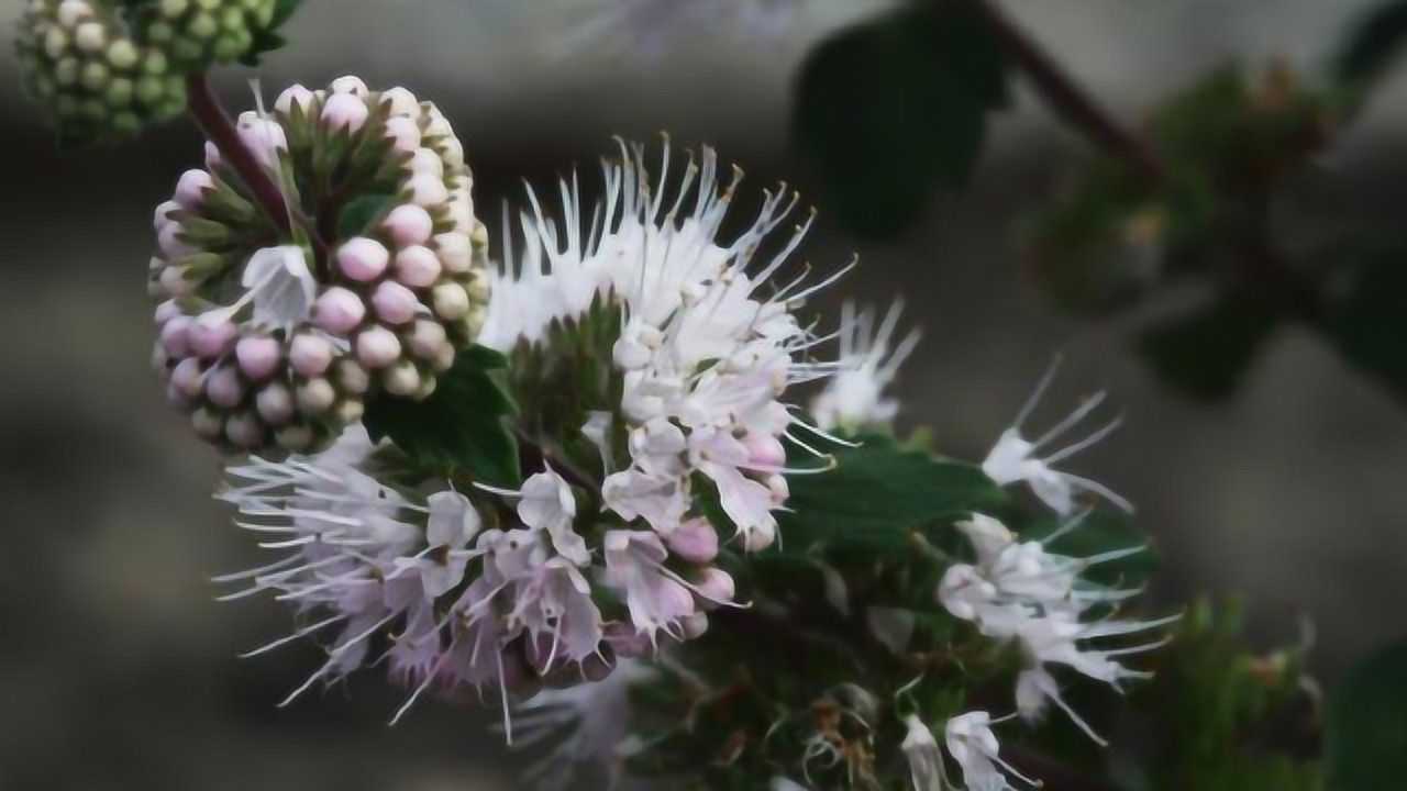 这种长得像宝塔模样的野草,名为"野仙草",人们种它每亩收入5千多