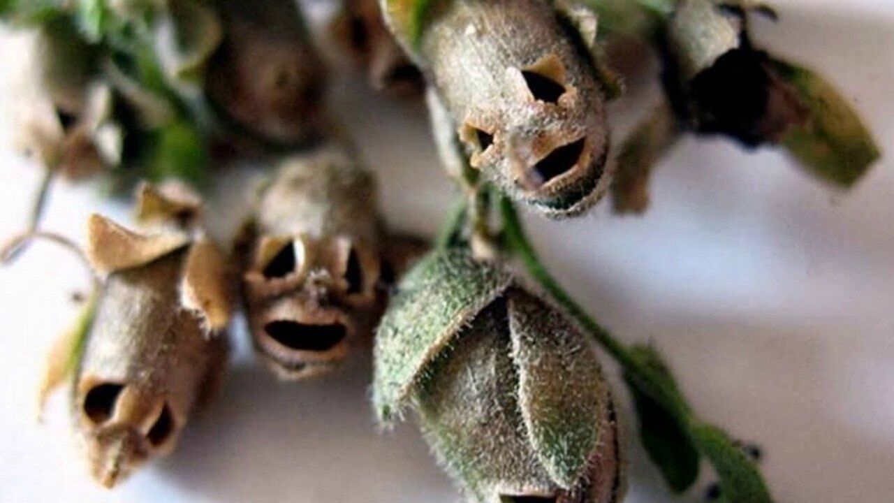 世界上最吓人的花,种子是骷髅的样子,网友:地狱之花!