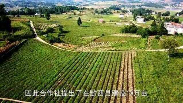 重新镇木山乡情农民专业合作社 中药材种植项目