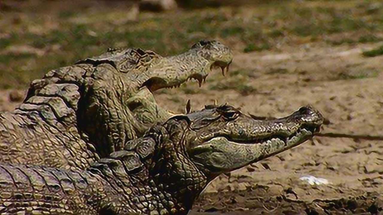 自然传奇鳄鱼群的等级对待只有鳄鱼首领才有交配权