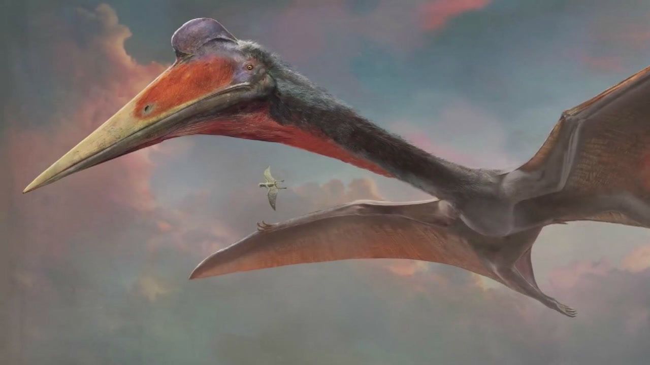 翼龙曾统治中生代地球的天空风神翼龙翼展超过10公尺