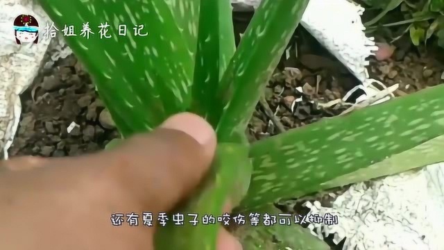 家里种芦荟只是为了看?这4个作用一定要懂,不知道太可惜了