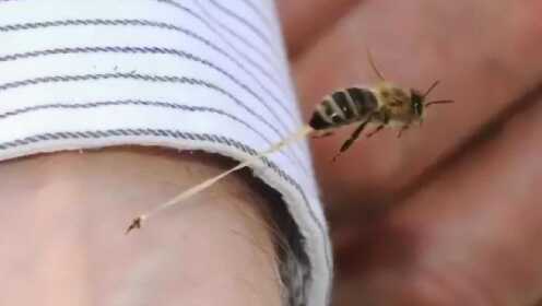 蜜蜂用尾针蜇人后它会怎样?真的会死亡吗?其中原因并不简单