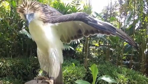 世界上最大的鹰！长达8米，没有天敌，在空中做“霸主”