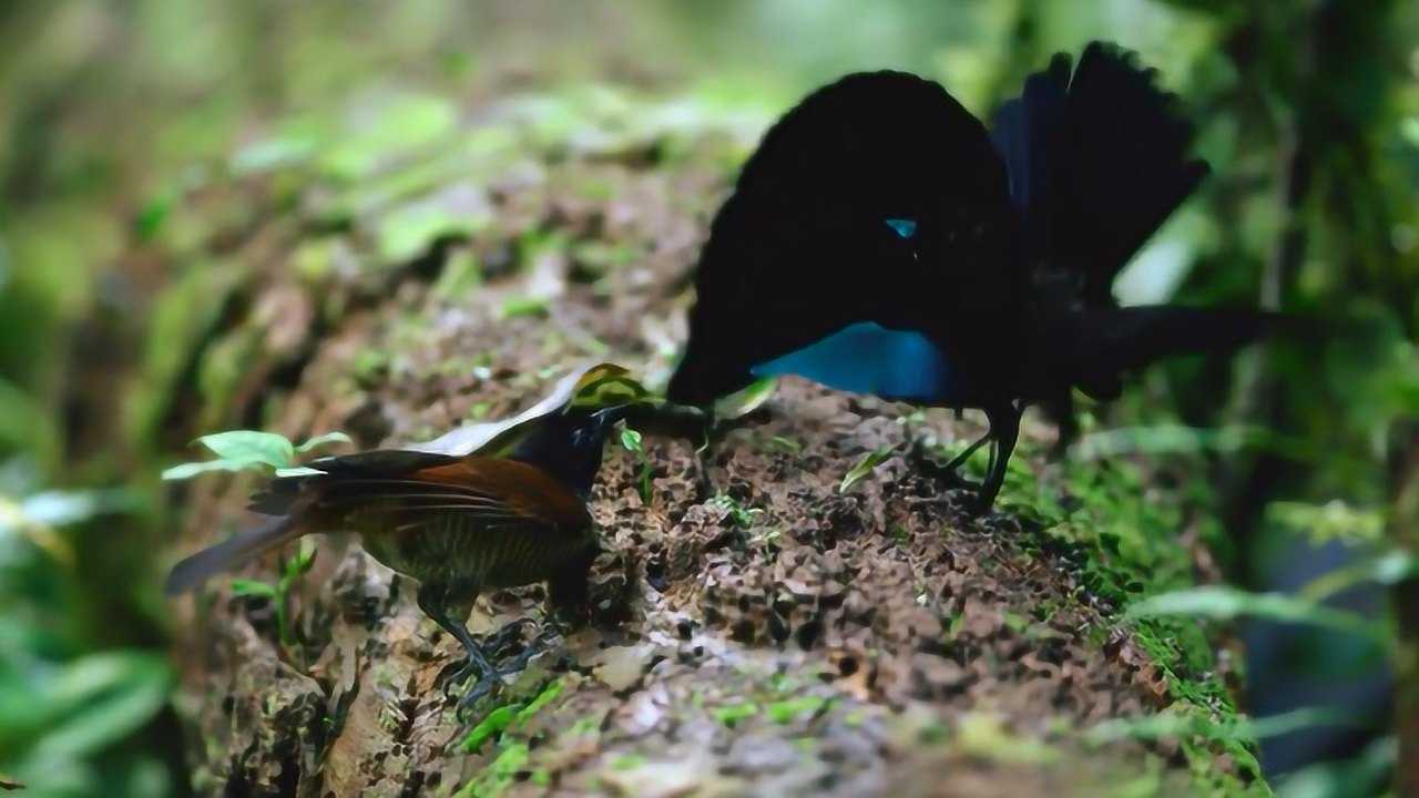 华美极乐鸟求偶场面展开翅膀舞蹈求偶雌性要求严格