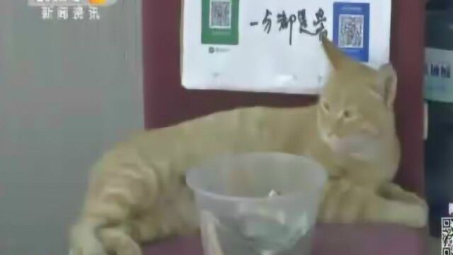 西安“励志”招财猫 每天工作13小时赚饭钱