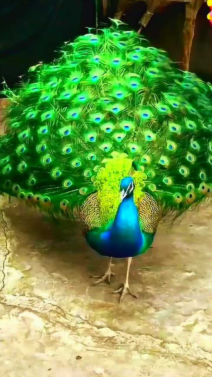 孔雀开屏,最美瞬间_腾讯视频