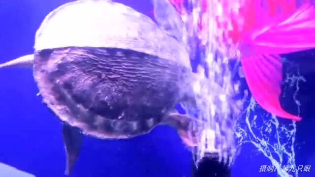 水族馆里猪鼻龟的日常生活, 看它在水池中自在畅游, 神态愉悦有趣