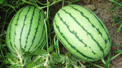 种植中小椭圆形早春红玉西瓜,品种栽培注意要点