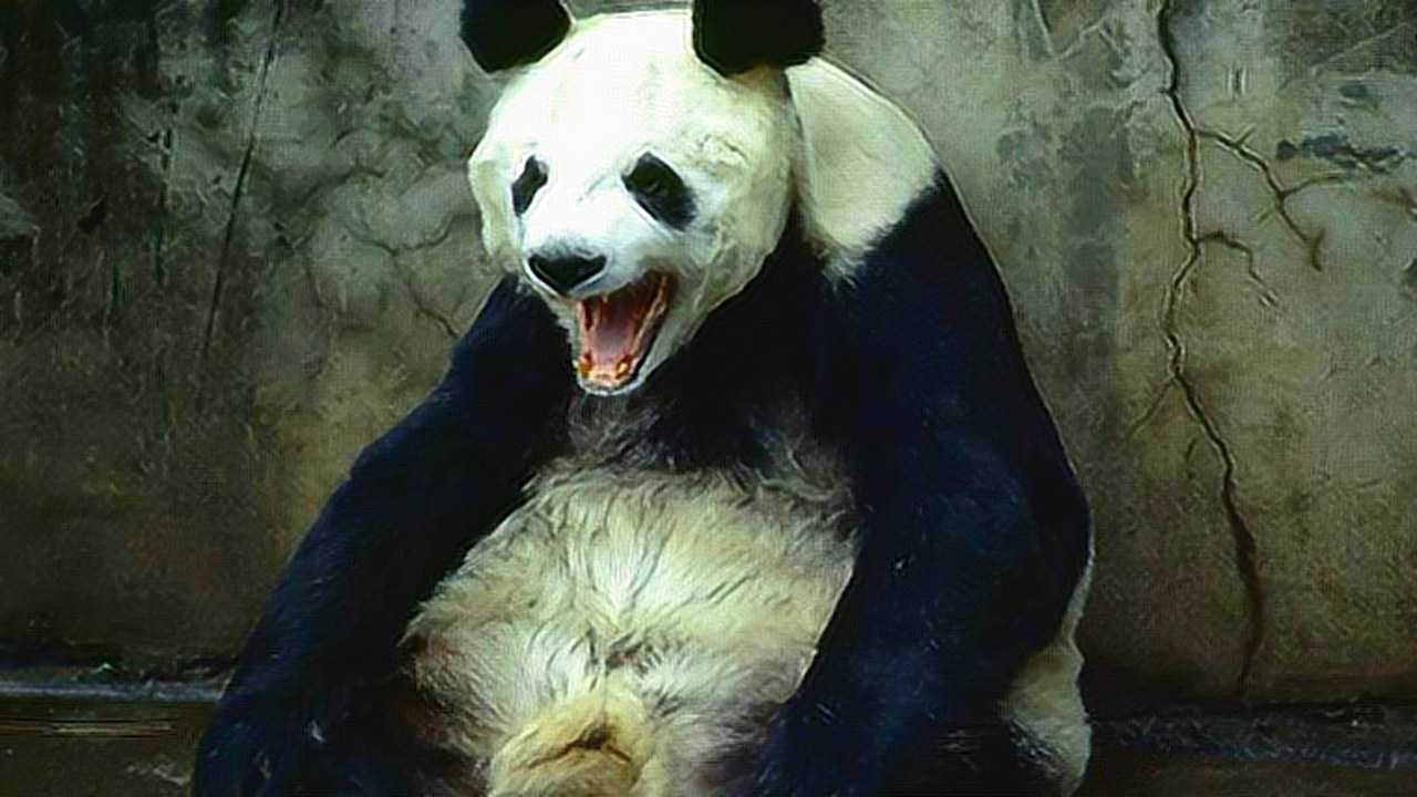 大熊猫生起气来会有多恐怖能有动物与之相抗衡吗
