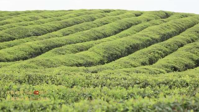 听号召老农荒山种茶40年,种出好茶一斤卖上千元