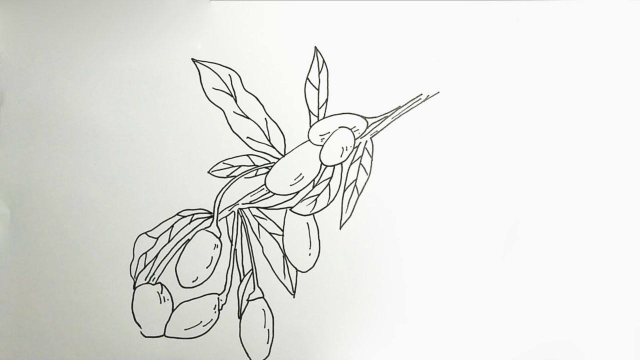 3分钟线描画,用圆珠笔画枸杞!