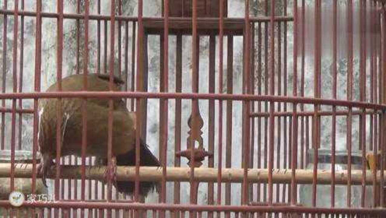 画眉鸟一边大叫一边扇翅膀是为了吸引异性吗