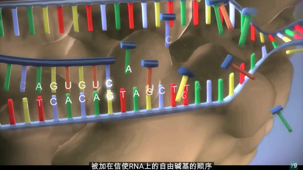 DNA转录动画_高清1080P在线观看平台_腾讯视频