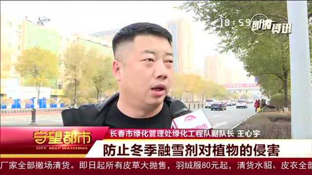 冬季绿化养护来年继续绽放