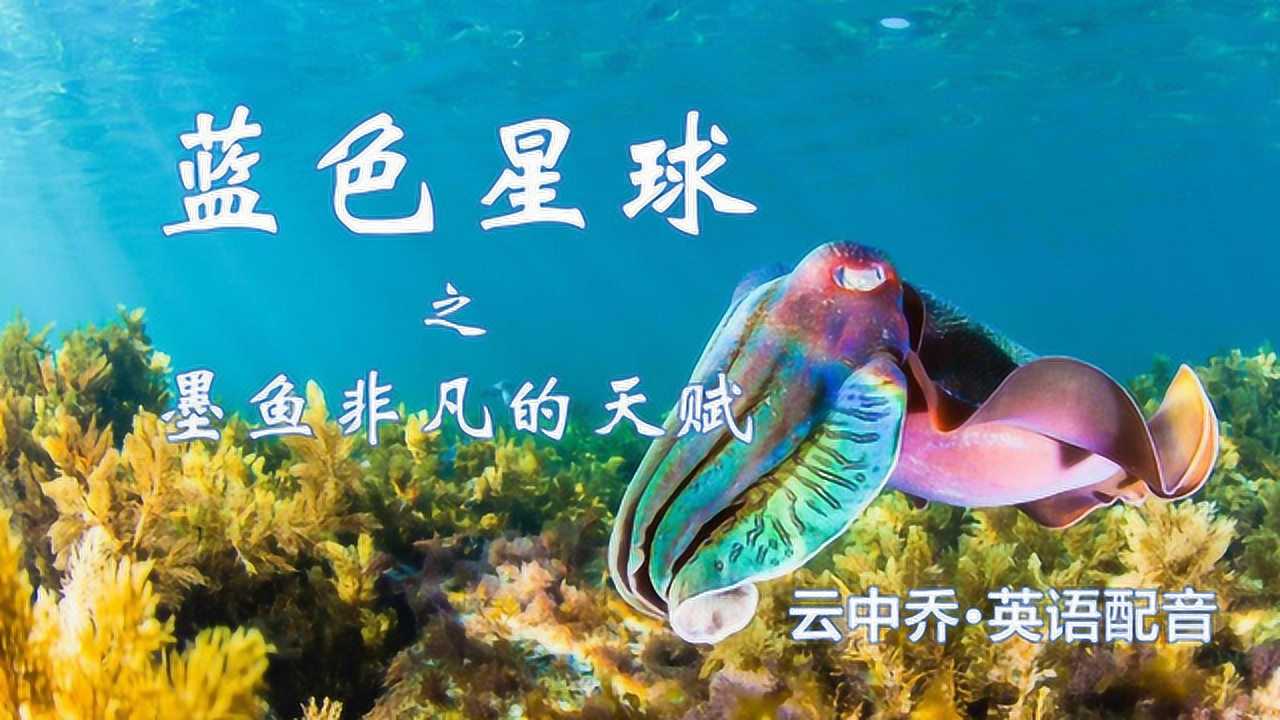 云中乔·英语配音 旁白:《蓝色星球》1 墨鱼非凡的天赋