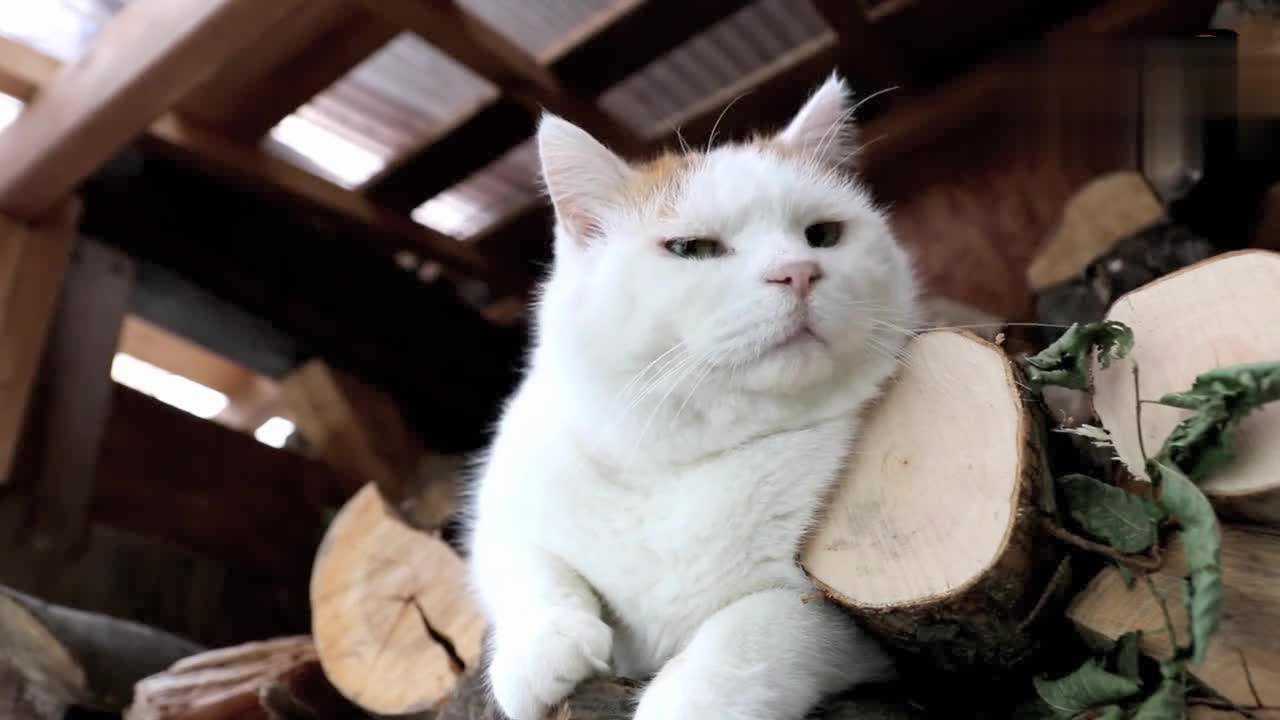 猫咪带着目中无人的表情聆听溪水之声,这是在酝酿诗句么