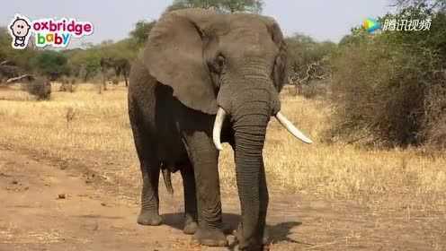 20种动物幼崽叫声,你都听过吗?