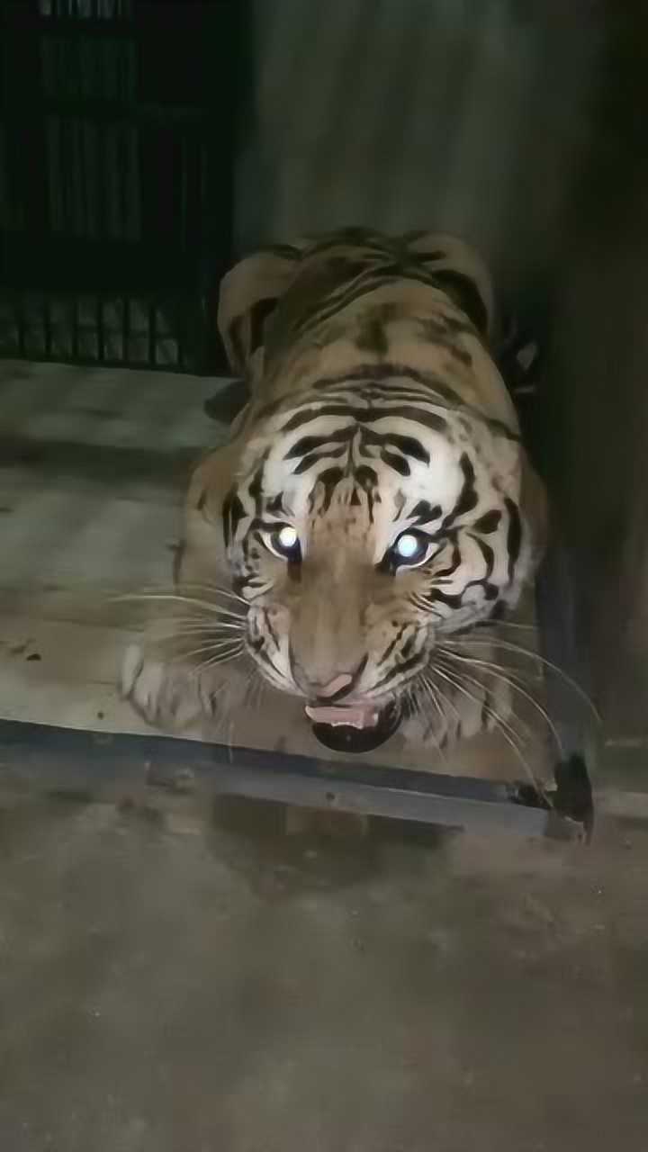 大老虎的眼睛会发光还会变颜色好霸气