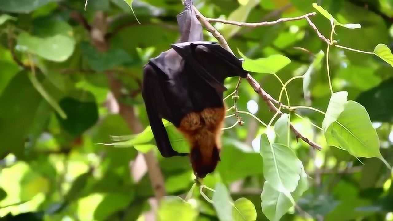 一米超大蝙蝠遮蔽太阳