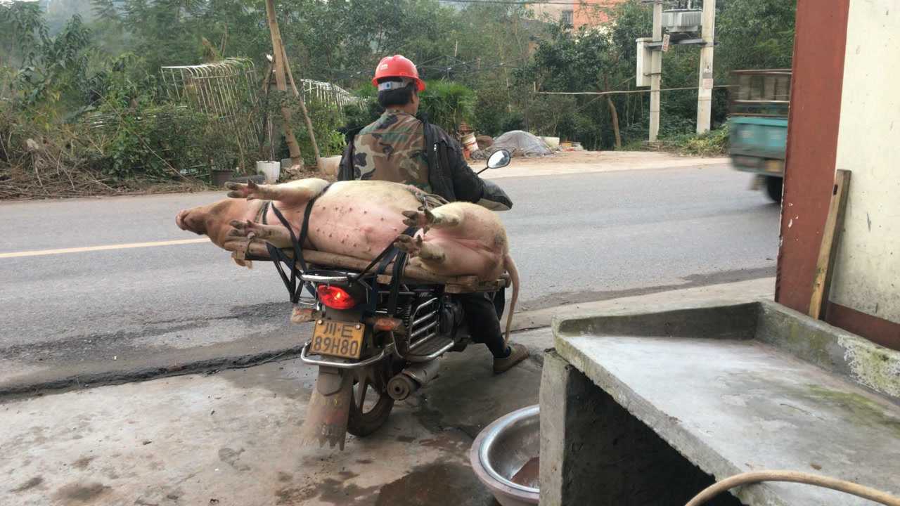 猪在摩托车上的图片图片