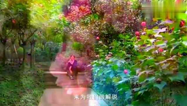 农村路边常见的芙蓉花,你知道它们的故事吗?植物学家告诉你!