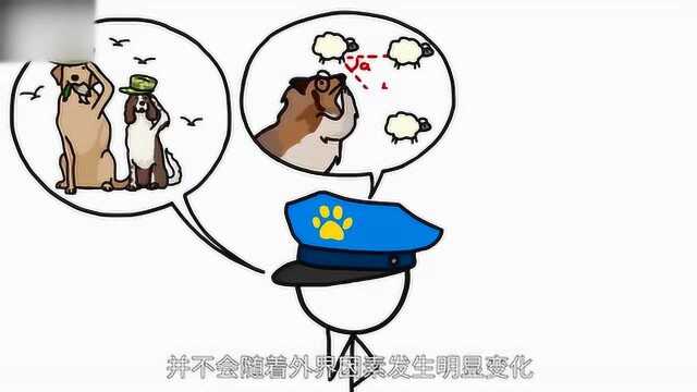 每个品种的狗都是谁定义的?哈士奇就真的笨么