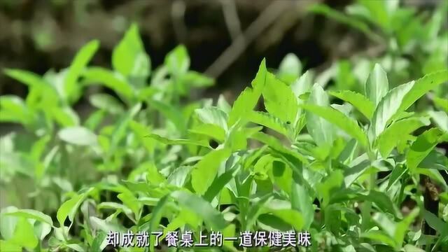 如今的麻叶堪称“最贵的青菜”其具有清热解毒的功效