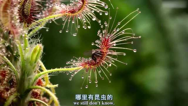 猪笼草,牙膏菜和捕蝇草,植物也能吃昆虫