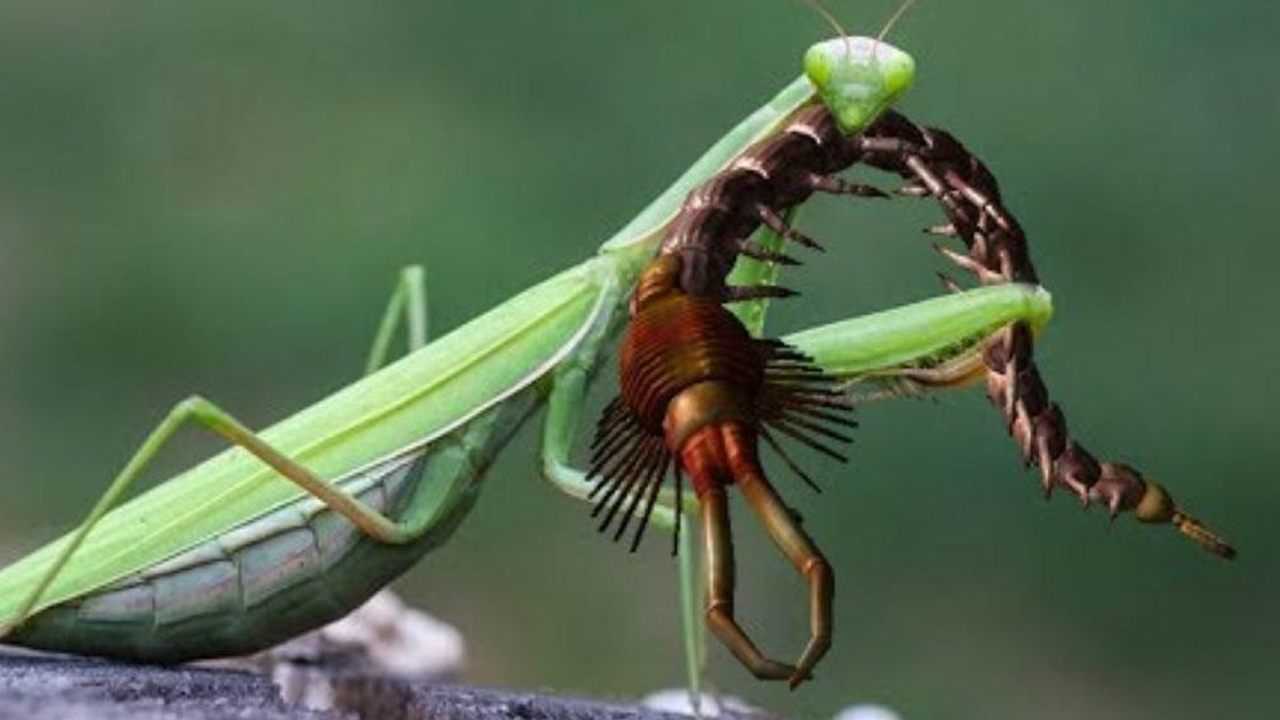 螳螂和蜈蚣之间的一场猎杀,蜈蚣从来都不是螳螂的对手