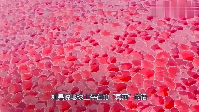 纳特龙湖,没有生物可以在那里生存,却是这种鸟类的天堂