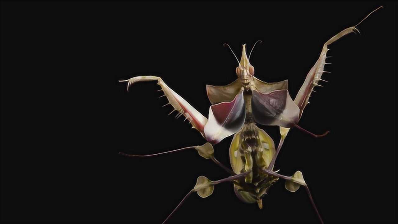 魔花螳螂是世界上最稀有的螳螂,外表独特艳丽!