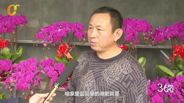 年宵花节前销售旺,绿植盆栽受追捧