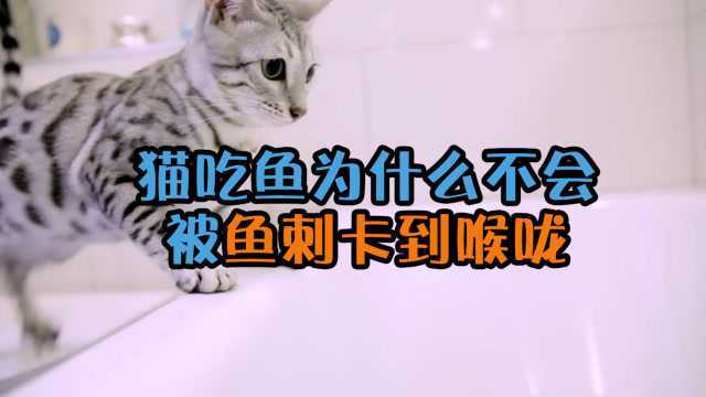 猫吃鱼却不会被鱼刺卡到喉咙,这到底是为什么?