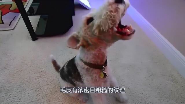 体力不好千万不要养猎狐梗,而且它还很能吃醋!