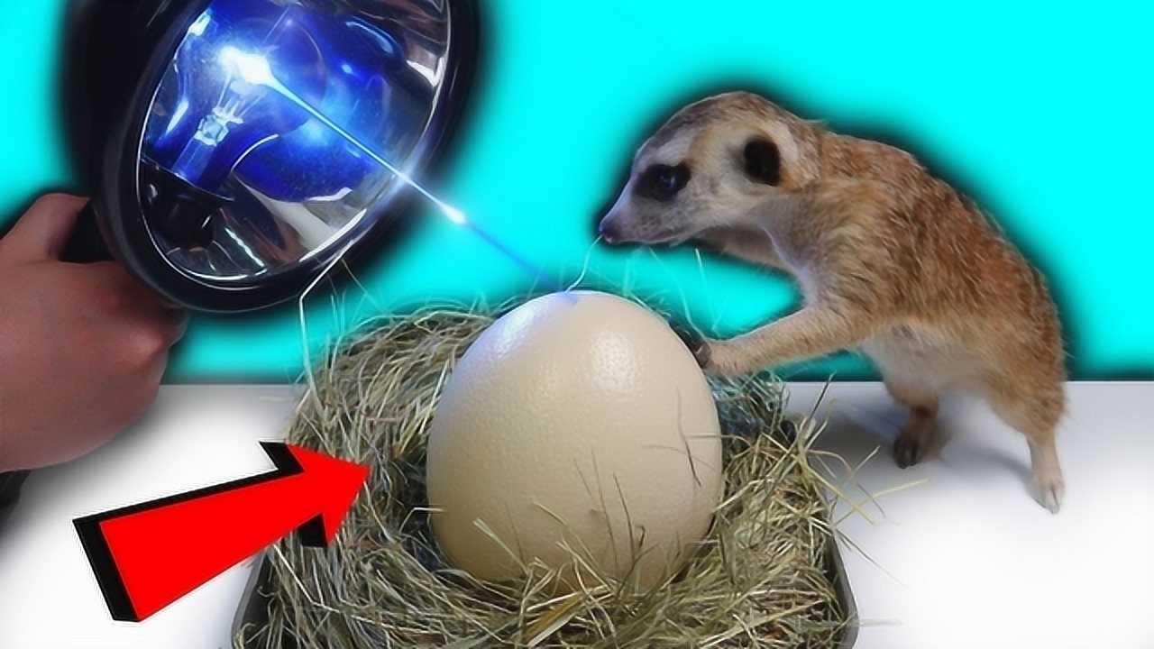 电灯泡竟然能孵化鸵鸟蛋小伙亲自进行试验结果有点不可思议