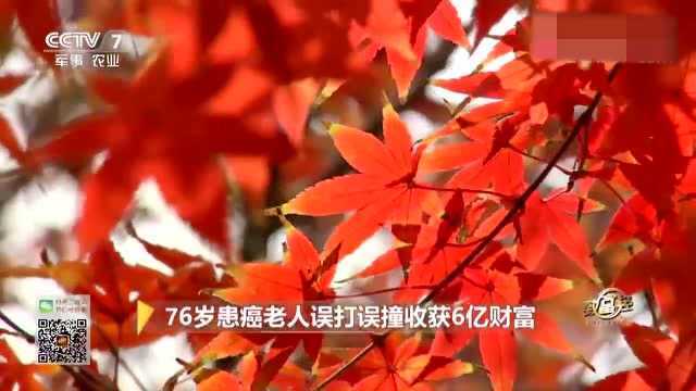 《致富经》郭中良与他的“发财树”,绝境当中,堪称传奇!