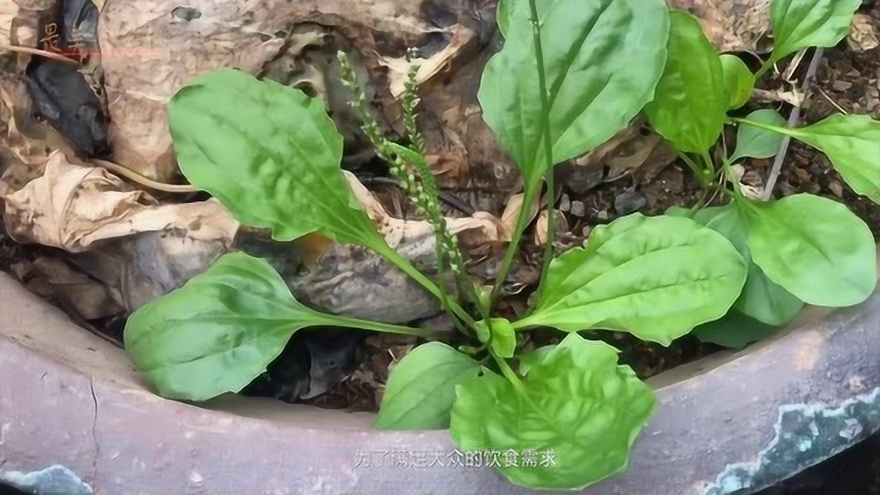 野菠菜吃法图片