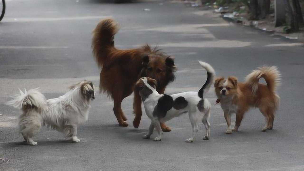 群狗打架你见过吗田园犬再来几只大型犬给我练练手