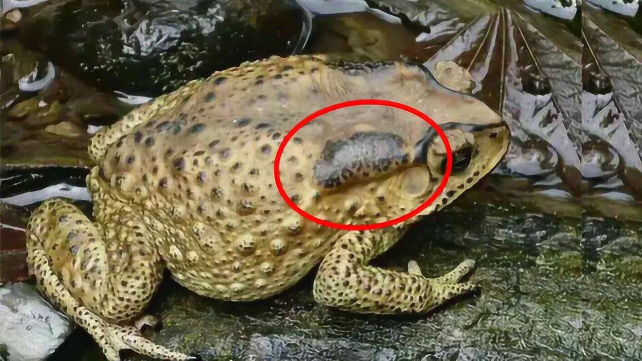 癞蛤蟆背后疙瘩中的白浆,溅到人身上会中毒,究竟是不是真的?