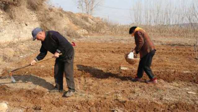 实拍:开春种豌豆,烟台莱阳农民已经下地忙起来了