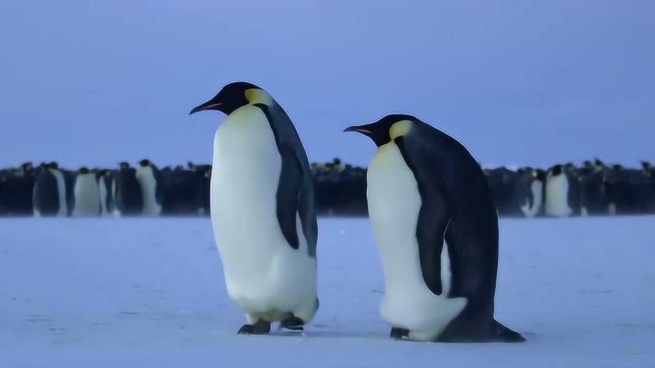 动物王朝第一季:帝企鹅妈妈不愿意离开家人
