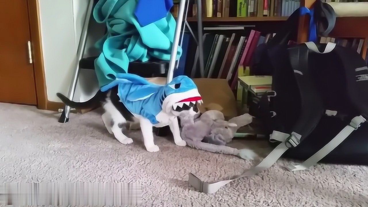 猫咪穿上恐龙装,还会装死,太可爱了!