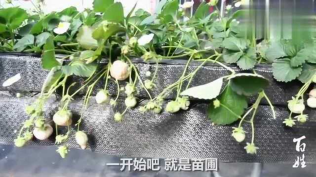 农村大哥种植有机草莓12个品种,建设大棚21个