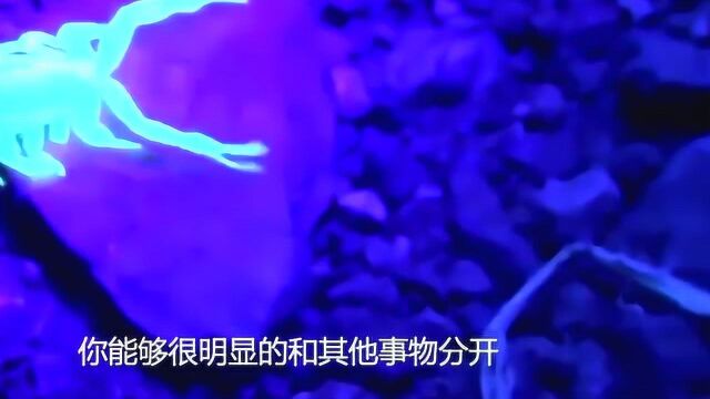 抓蝎子绝招,一个蓝光灯解决一切,一照就现形