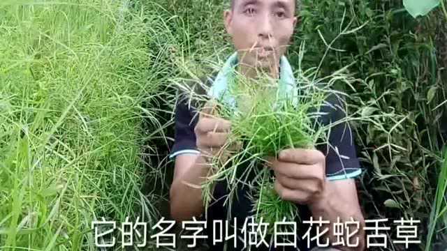 认识是宝不认识是草,农村的白花蛇舌草,它有很高的药用价值