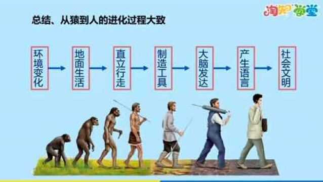 生物七年级下册:从猿到人的进化